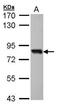 SRY-Box 13 antibody, TA308540, Origene, Western Blot image 