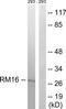 Mitochondrial Ribosomal Protein L16 antibody, TA315553, Origene, Western Blot image 