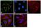Heat Shock Protein Family A (Hsp70) Member 9 antibody, MA1-91639, Invitrogen Antibodies, Immunofluorescence image 