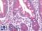 Zinc finger protein 395 antibody, LS-B10560, Lifespan Biosciences, Immunohistochemistry frozen image 