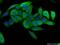 S100 Calcium Binding Protein A4 antibody, 16105-1-AP, Proteintech Group, Immunofluorescence image 