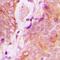 Rah1 antibody, abx133603, Abbexa, Western Blot image 