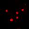 H2A Histone Family Member X antibody, orb214031, Biorbyt, Immunofluorescence image 