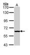 Bifunctional 3 -phosphoadenosine 5 -phosphosulfate synthase 2 antibody, GTX110232, GeneTex, Western Blot image 
