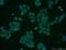 PLAU antibody, 17968-1-AP, Proteintech Group, Immunofluorescence image 