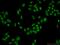 Damage Specific DNA Binding Protein 2 antibody, 10431-1-AP, Proteintech Group, Immunofluorescence image 