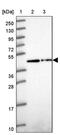Zinc Finger Protein 852 antibody, PA5-61709, Invitrogen Antibodies, Western Blot image 