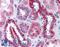 BAI1 Associated Protein 2 Like 1 antibody, LS-B4530, Lifespan Biosciences, Immunohistochemistry frozen image 