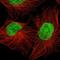 Dachshund Family Transcription Factor 2 antibody, NBP1-89476, Novus Biologicals, Immunofluorescence image 