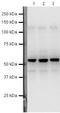 LACI antibody, PA5-19809, Invitrogen Antibodies, Western Blot image 