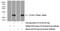 C-C Motif Chemokine Ligand 25 antibody, 25285-1-AP, Proteintech Group, Western Blot image 