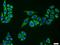 Transmembrane 7 Superfamily Member 2 antibody, 12033-1-AP, Proteintech Group, Immunofluorescence image 