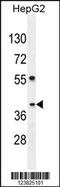 Protein SEC13 homolog antibody, 55-380, ProSci, Western Blot image 