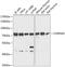 Cholinergic Receptor Nicotinic Alpha 9 Subunit antibody, GTX64774, GeneTex, Western Blot image 