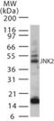 Mitogen-Activated Protein Kinase 9 antibody, GTX13871, GeneTex, Western Blot image 