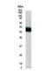 FIP-3 antibody, TA336682, Origene, Western Blot image 