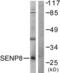 SUMO Peptidase Family Member, NEDD8 Specific antibody, LS-B8394, Lifespan Biosciences, Western Blot image 