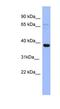 Immediate Early Response 5 antibody, NBP1-54809, Novus Biologicals, Western Blot image 