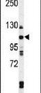 Telomere Maintenance 2 antibody, PA5-24737, Invitrogen Antibodies, Western Blot image 