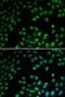 Gbp antibody, LS-C346096, Lifespan Biosciences, Immunofluorescence image 