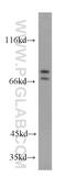 Acyl-CoA Synthetase Long Chain Family Member 3 antibody, 20710-1-AP, Proteintech Group, Western Blot image 