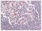A1 antibody, AP07664PU-N, Origene, Immunohistochemistry frozen image 