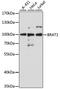 BRCA1 Associated ATM Activator 1 antibody, LS-C747870, Lifespan Biosciences, Western Blot image 