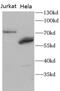Ribosomal Protein S6 Kinase A5 antibody, FNab10330, FineTest, Western Blot image 