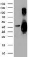 Growth arrest-specific protein 7 antibody, TA501825S, Origene, Western Blot image 