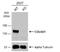 Collagen alpha-1(VI) chain antibody, NBP2-15947, Novus Biologicals, Western Blot image 
