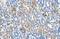 Solute Carrier Family 36 Member 3 antibody, A14401, Boster Biological Technology, Immunohistochemistry paraffin image 