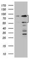 SP110 Nuclear Body Protein antibody, M03354, Boster Biological Technology, Western Blot image 
