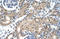 Cholinergic Receptor Nicotinic Beta 2 Subunit antibody, orb329802, Biorbyt, Immunohistochemistry paraffin image 