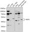 Cellular Communication Network Factor 4 antibody, 19-040, ProSci, Western Blot image 