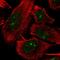 Putative ATP-dependent RNA helicase DHX33 antibody, HPA073875, Atlas Antibodies, Immunofluorescence image 