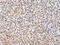 Fibroblast Growth Factor 6 antibody, CSB-PA152490, Cusabio, Immunohistochemistry paraffin image 