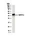 Neuropeptide FF Receptor 2 antibody, NB300-169, Novus Biologicals, Western Blot image 