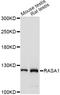 RAS P21 Protein Activator 1 antibody, LS-C331602, Lifespan Biosciences, Western Blot image 