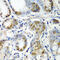Crystallin Alpha A antibody, 19-816, ProSci, Immunohistochemistry frozen image 
