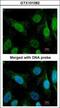 Werner syndrome ATP-dependent helicase antibody, GTX101082, GeneTex, Immunofluorescence image 