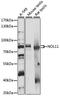 Nucleolar Protein 11 antibody, LS-C750392, Lifespan Biosciences, Western Blot image 