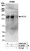 Solute carrier family 12 member 6 antibody, A304-410A, Bethyl Labs, Immunoprecipitation image 