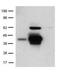 CD207 Molecule antibody, 14-2073-82, Invitrogen Antibodies, Western Blot image 