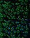 ADP Ribosylation Factor Like GTPase 3 antibody, 16-564, ProSci, Immunofluorescence image 