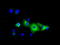 Phosphodiesterase 4A antibody, LS-C115222, Lifespan Biosciences, Immunofluorescence image 