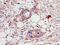Centrosomal Protein 70 antibody, CSB-PA836778LA01HU, Cusabio, Immunohistochemistry frozen image 