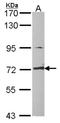 Dihydropyrimidinase-related protein 1 antibody, NBP2-16015, Novus Biologicals, Western Blot image 