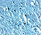Short transient receptor potential channel 3 antibody, 8269, ProSci, Immunohistochemistry paraffin image 