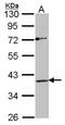 Apelin Receptor antibody, orb73948, Biorbyt, Western Blot image 