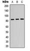 Glucuronidase Beta antibody, abx121560, Abbexa, Western Blot image 
